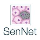 Go to SenNet Consortium SenNet Consortium logo